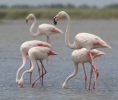 Plameňák růžový (Phoenicopterus roseus)