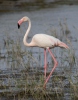 Plameňák růžový (Phoenicopterus roseus)