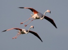 Plameňák růžový (Phoenicopterus roseus)