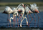 Plameňáci (Phoenicopteriformes)