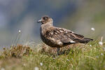 Pomorník skua (Stercorarius skua)