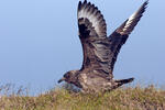 Pomorník skua