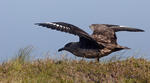 Pomorník skua