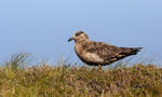 Pomorník skua