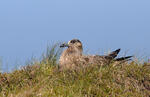 Pomorník skua