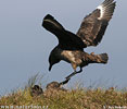 Pomorník skua