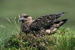 Pomorník skua