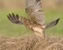 Poštolka obecná (Falco tinnunculus)