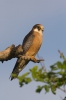 Poštolka rudonohá (Falco vespertinus)