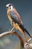 Poštolka vrabčí (Falco sparverius)