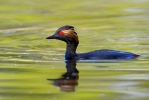 Potápka černokrká (Podiceps nigricollis)