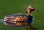 Potápka černokrká (Podiceps nigricollis)