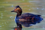 Potápka černokrká (Podiceps nigricollis)