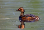 Potápka černokrká (Podiceps nigricollis)