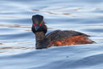 Potápka černokrká (Podiceps nigricollis)