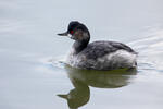 Potápka černokrká (Podiceps nigricollis)