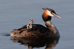 Potápka chochlatá (Podiceps cristatus)