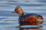 Potápka čiernokrká (Podiceps nigricollis)