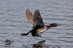 Potápka malá (Tachybaptus ruficollis)