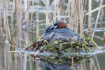 Potápka malá (Tachybaptus ruficollis)