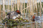 Potápka malá (Tachybaptus ruficollis)