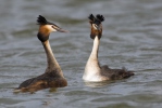 Potápka roháč (Podiceps cristatus)