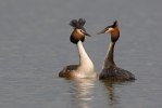 Potápka roháč (Podiceps cristatus)