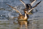 Potápka roháč (Podiceps cristatus)