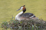 Potápka roháč (Podiceps cristatus)