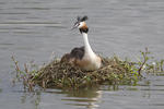 Potápka roháč (Podiceps cristatus)