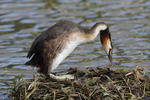 Potápka roháč (Podiceps cristatus)