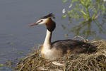 Potápka roháč (Podiceps cristatus)