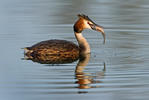 Potápka roháč (Podiceps cristatus)