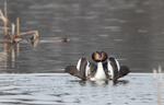 Potápka roháč (Podiceps cristatus)