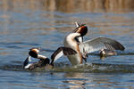 Potápka roháč (Podiceps cristatus)