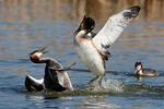 Potápka roháč (Podiceps cristatus)