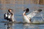 Potápka roháč (Podiceps cristatus)