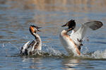 Potápka roháč (Podiceps cristatus)