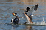 Potápka roháč (Podiceps cristatus)