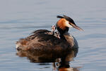 Potápka roháč (Podiceps cristatus)