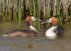 Potápka roháč (Podiceps cristatus)