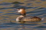 Potápka roháč (Podiceps cristatus)