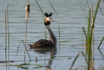 Potápka roháč (Podiceps cristatus)