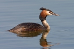 Potápka roháč (Podiceps cristatus)