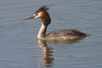 Potápka roháč (Podiceps cristatus)