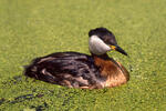 Potápka rudokrká (Podiceps grisegena)