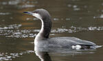 Potáplice severní (Gavia arctica)