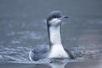 Potáplice severní (Gavia arctica)