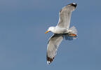 Racek bělohlavý (Larus cachinnans)