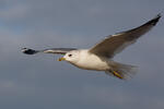 Racek bouřní (Larus canus)